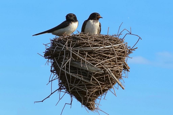 Ода XXXIII. К ласточке