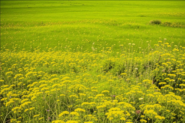 Весна («ДУЭТЫ НА МУЗЫКУ ЖИРДИНИ, В ЛОНДОНЕ ПЕЧАТАННУ…»)
