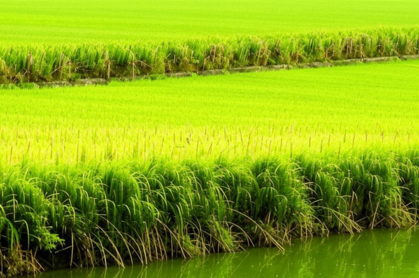 Рисовые поля