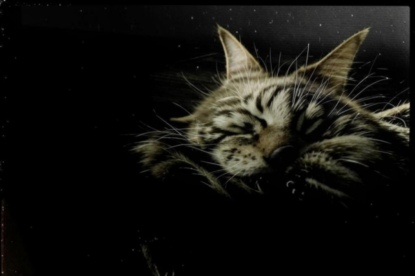 «Заснуть. Застыть. И в этой стыни...»