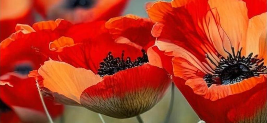 [Стихи памяти Андрея Белого]