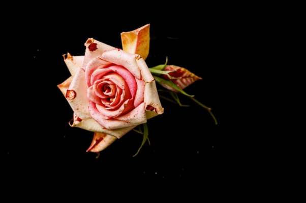 «В безветрии моих садов...»