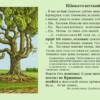 Колыбельная песня о срубленных дубах