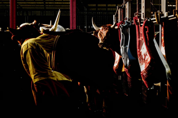 «На скотобойне бык ревет...»