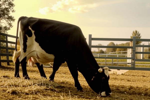 «Чарли-Варли пас корову…»