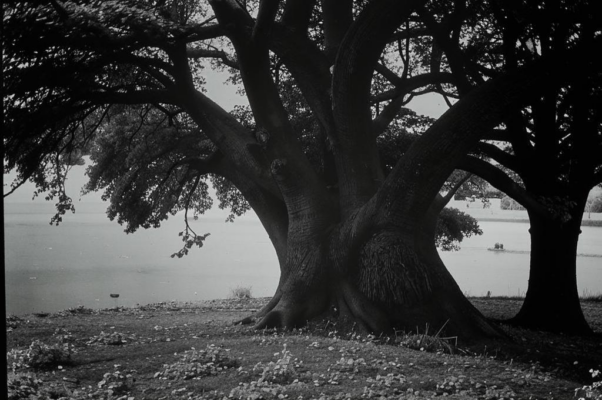 «Под деревом — какая благодать...»