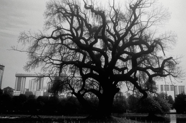 «Сегодня старый ясень сам не свой...»