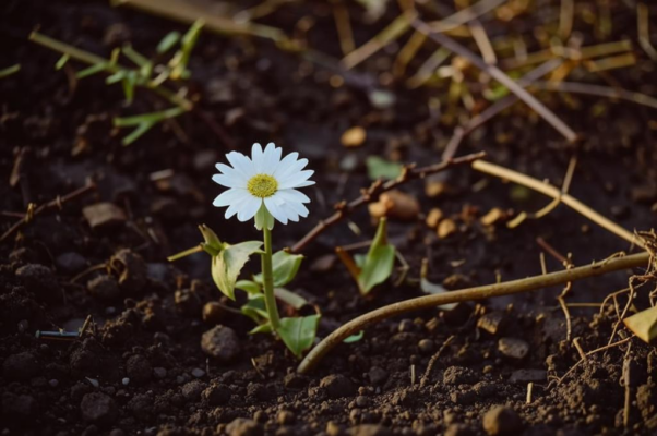 Горной маргаритке, которую я примял своим плугом