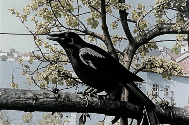 Две вороны (ранний вариант)