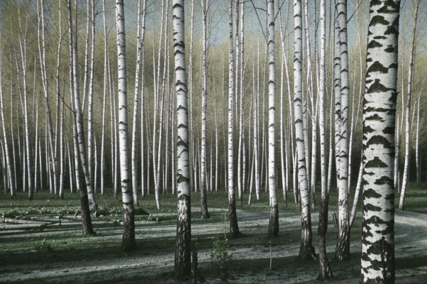 Будущий лес