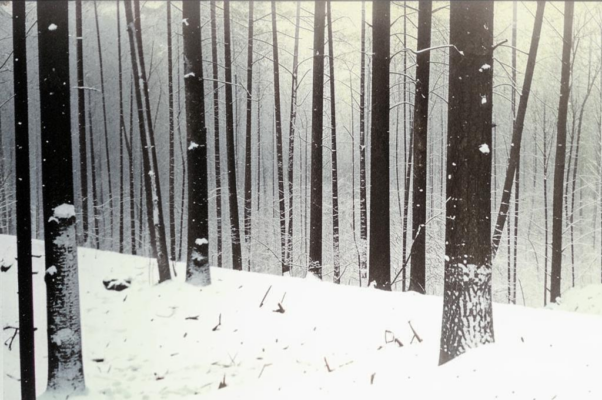 «Мне был известен каждый пень...»