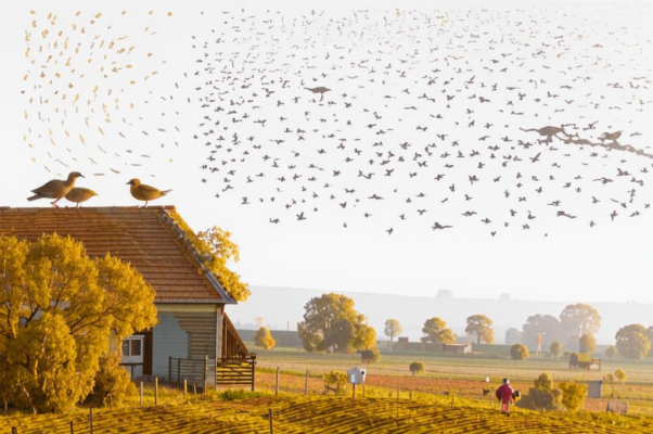 «На кровлях тихих дач и в поле на земле...»
