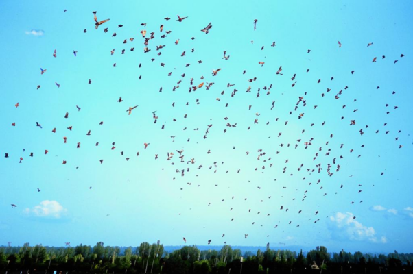 «Так много ласточек летало...»