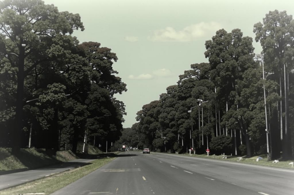 «У дороги лес дубовый...»