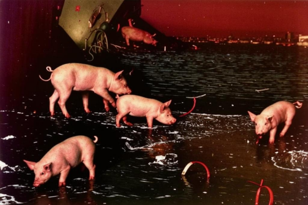 «Свиньи, склонные к бесчинству...»