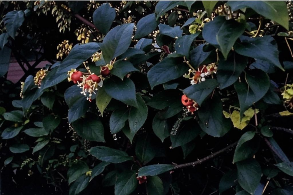 Дождь («Дождь забарабани…»)