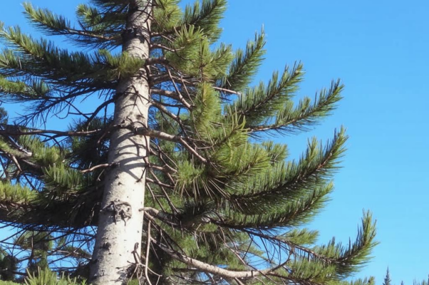Корабельные сосны