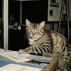 По душе коту работа