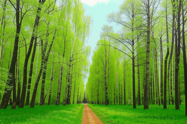 Лесная гостья