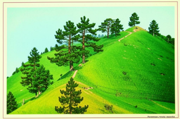 Пушкинская дубрава