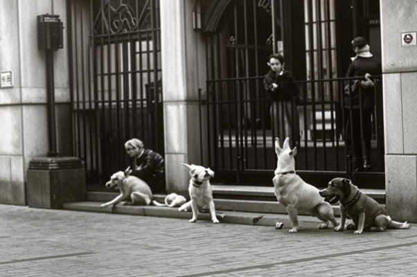 Попрошайки («Лают собаки…»)