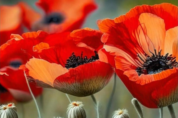 «Версты улиц взмахами шагов мну...»