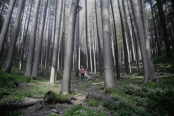 Чудо из чудес