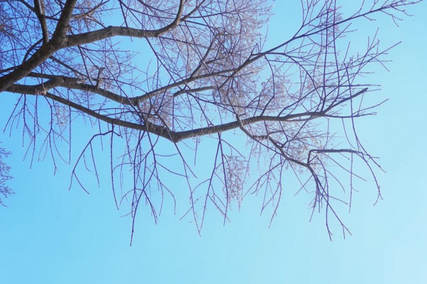 «Березка растет высоко...»