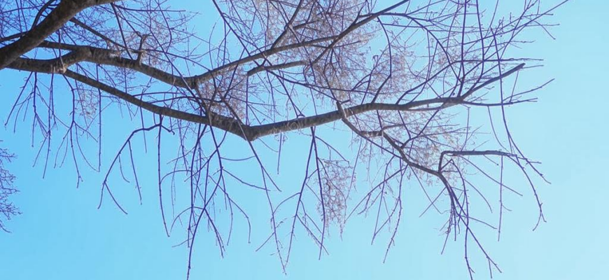 «Березка растет высоко...»