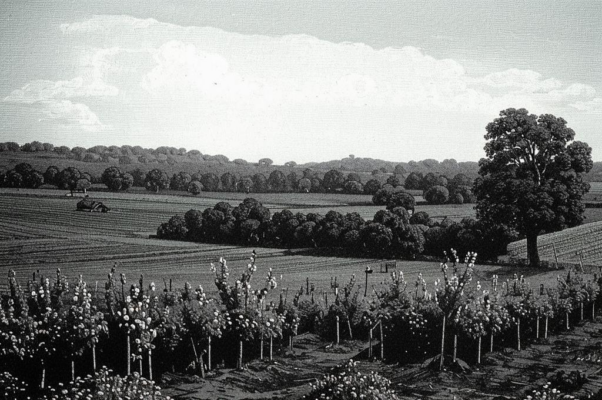 Журналу «Нива»