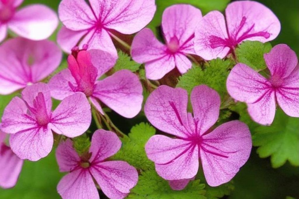 Прощание («Маша лежит на столе…»)