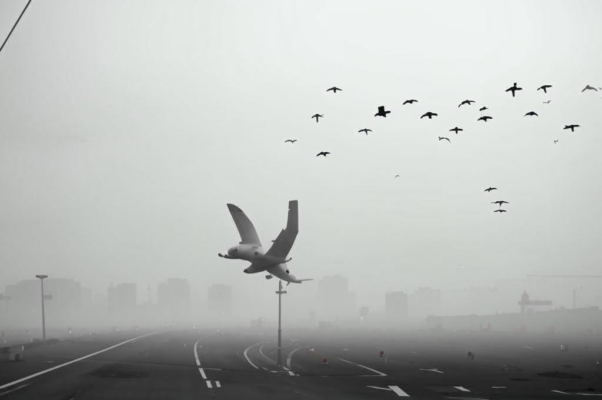 Аист за газетой