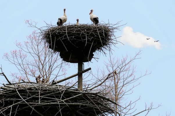 Сгоревшие гнёзда