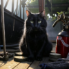 Кот-мореход