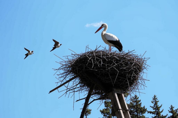 Сгоревшие гнёзда