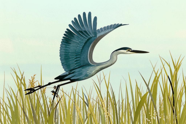 «Там, где камыш и гибкая лоза...»