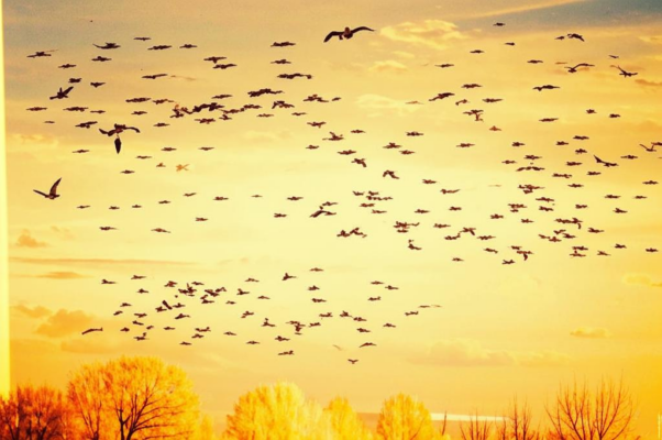 Журавли («Сухая осень расцветае…»)