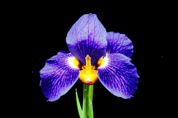 «Ириса! ты в слезах, стыдясь того лишиться...»