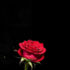 In memoriam Hoelderlin