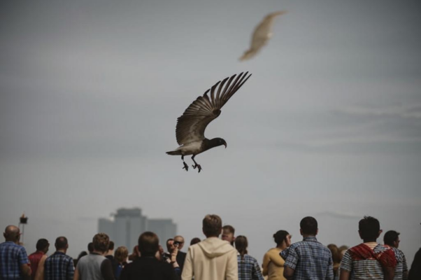 «Вольная птица, — люди о нем говорили...»