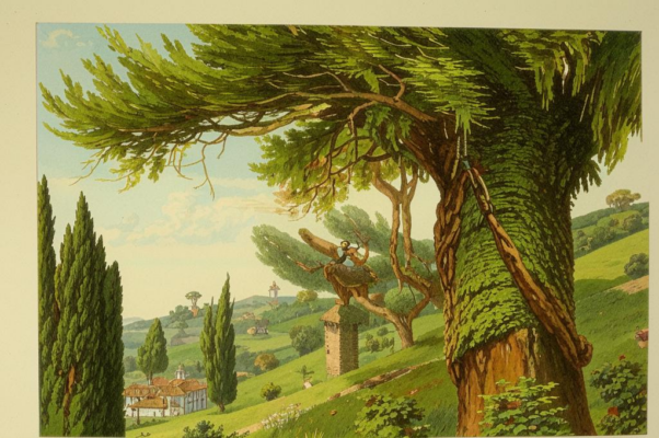 «Жалко стройных кипарисов...»