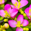 «Наше поколенье юности не знает...»
