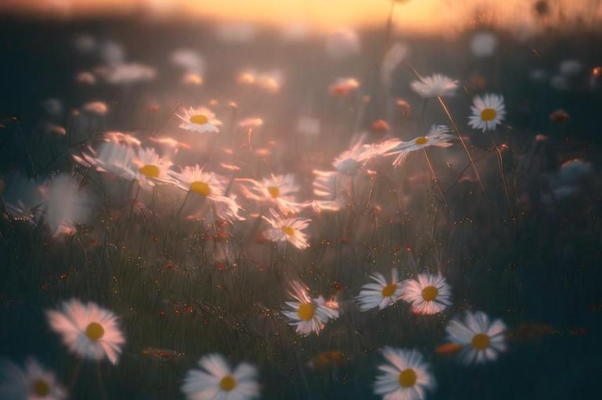 «Нет, муза, не зови!.. Не увлекай мечтами...»