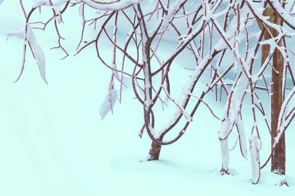 «Запушенные белою вьюгой...»