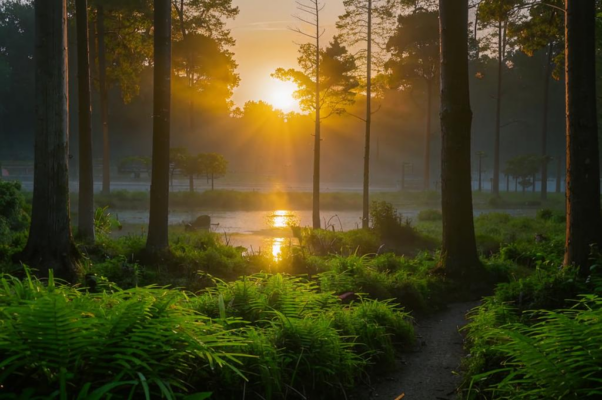 Бегство («По лесным низам захолодело…»)