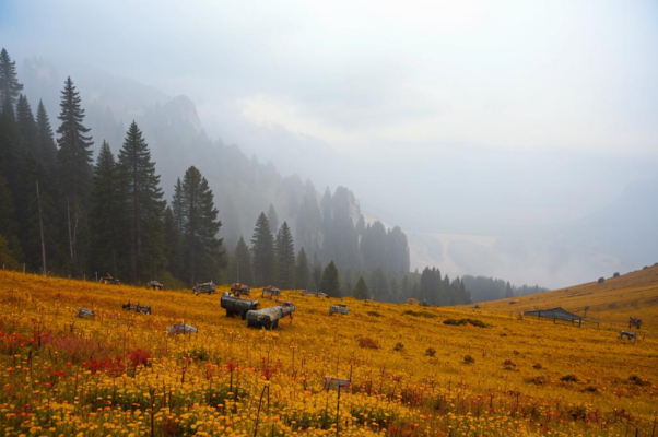 Безвременный цвет