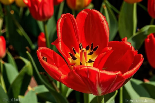 Красный тюльпан