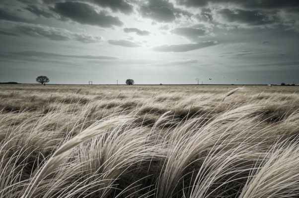 Песня («Ковыль, моя травушка, ковыль бесприютная…»)