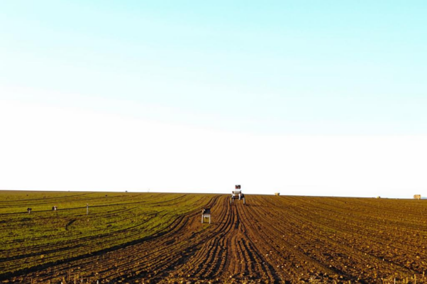 «Небо и поле, поле и небо...»