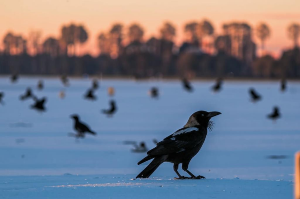 «слышишь как птицы кричат на заре...»